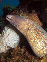 Gymnothorax thyrsoideus