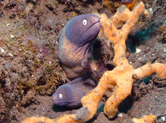 Gymnothorax thyrsoideus