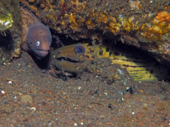 Gymnothorax thyrsoideus