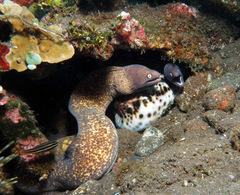 Gymnothorax thyrsoideus