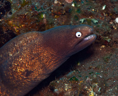Gymnothorax thyrsoideus