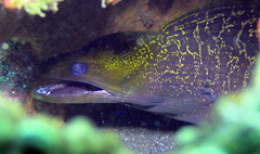 Gymnothorax undulatus