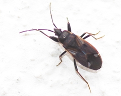 Eremocoris