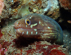 Gymnothorax zonipectis