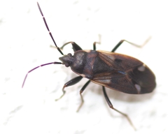 Eremocoris