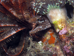 Gymnothorax zonipectis