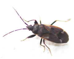 Eremocoris