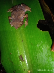 Rhinella festae