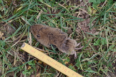 Microtus arvalis