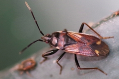 Eremocoris