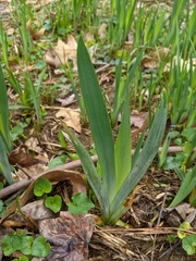 Iris pseudacorus