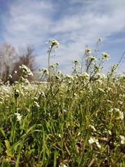 Capsella grandiflora