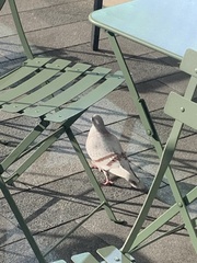 Columba livia domestica