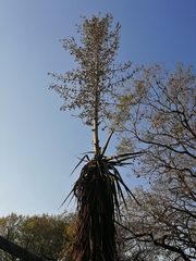 Furcraea