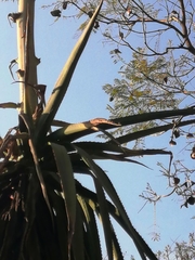 Furcraea