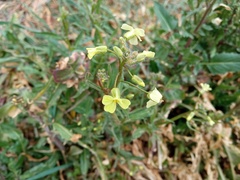 Bunias erucago
