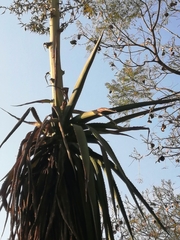 Furcraea