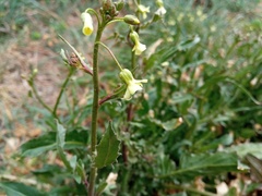 Bunias erucago