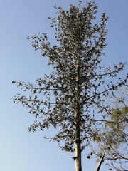 Furcraea