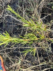 Hypericum fasciculatum