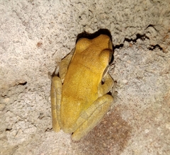 Polypedates maculatus