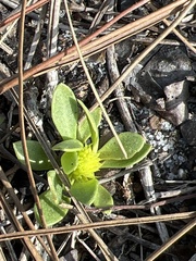 Polygala nana