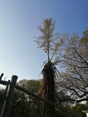 Furcraea