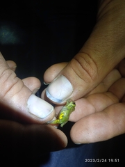 Pristimantis eriphus