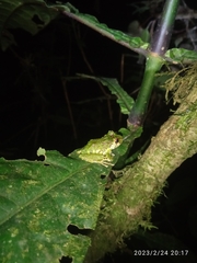 Pristimantis eriphus