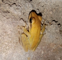 Polypedates maculatus