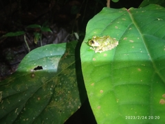 Pristimantis eriphus