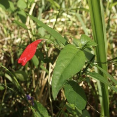 Ruellia brevifolia