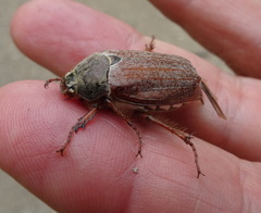 Melolontha melolontha