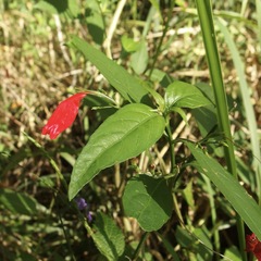 Ruellia brevifolia