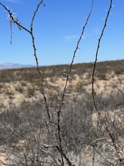 Vachellia vernicosa