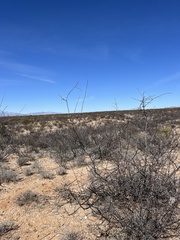 Vachellia vernicosa