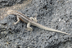 Microlophus albemarlensis