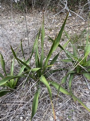 Yucca rupicola
