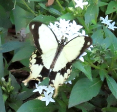Papilio dardanus