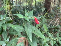 Ruellia brevifolia
