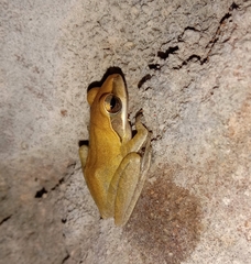 Polypedates maculatus