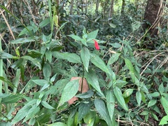 Ruellia brevifolia