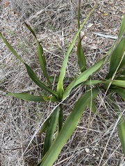Yucca rupicola