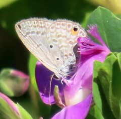 Euchrysops malathana