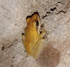 Polypedates maculatus