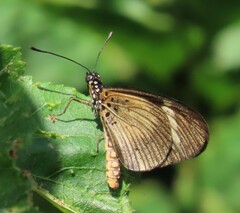 Acraea esebria