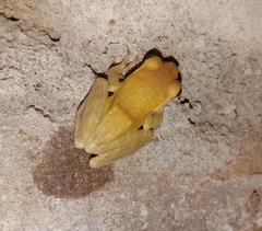 Polypedates maculatus