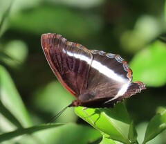 Eurytela hiarbas