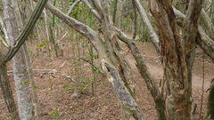 Chloroleucon mangense