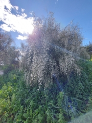 Retama monosperma